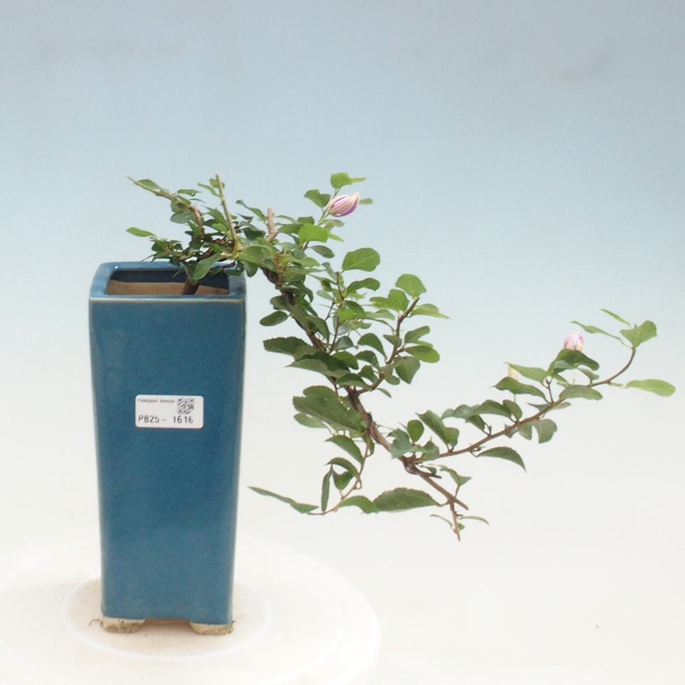 Kryty bonsai - Grewia occidentalis - Lawendowa gwiazda