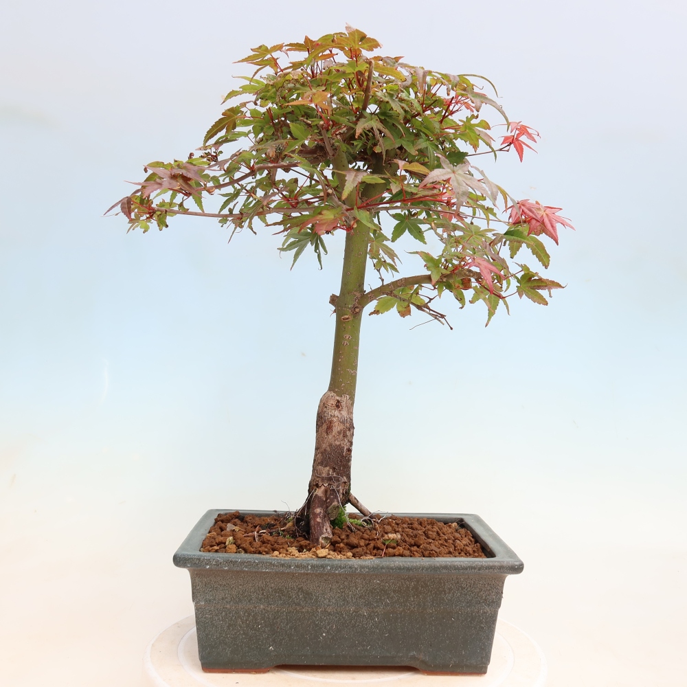 Outdoor bonsai - Acer palmatum DESHOJO