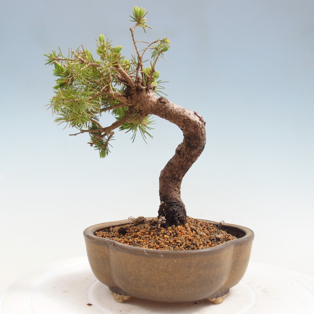 Outdoor bonsai - Świerk pospolity - Picea glauca globe