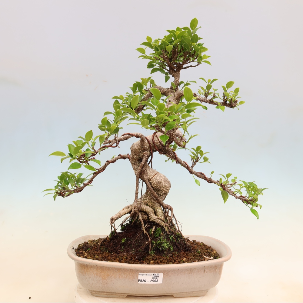 Pokój bonsai - Ficus kimmen - figowiec drobnolistny