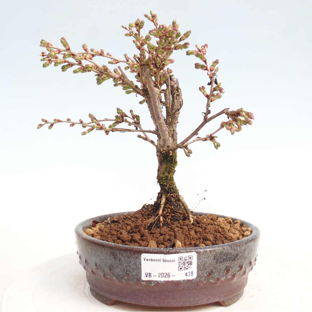 Outdoor bonsai - Prunus incisa Kojou-no mai-Plivon wycięty