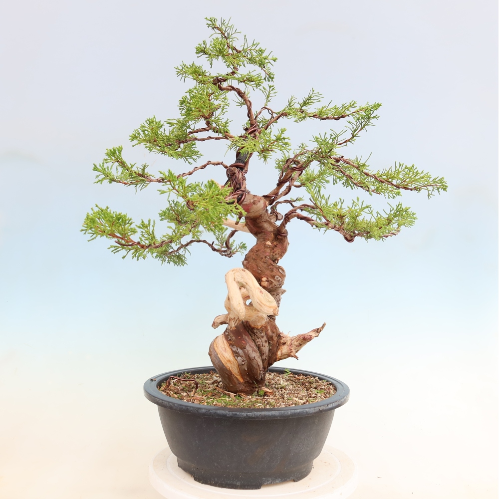 Bonsai ogrodowe – Juniperus chinensis Itoigawa – jałowiec chiński