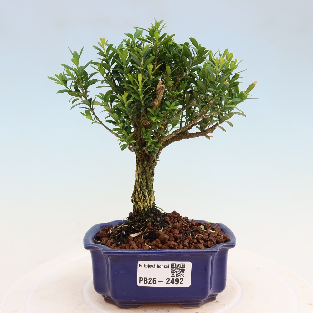 Pokój bonsai - Buxus harlandii - buxus korkowy