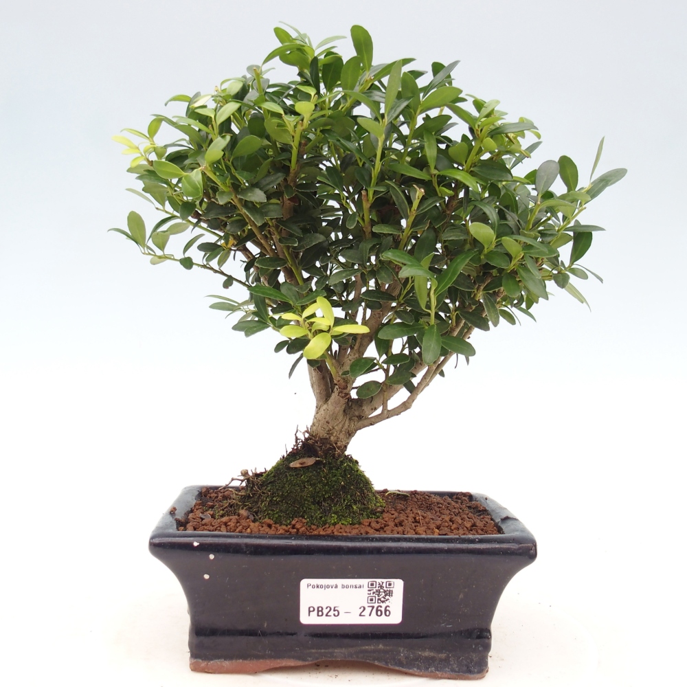 Kryty bonsai - Ilex crenata - Holly