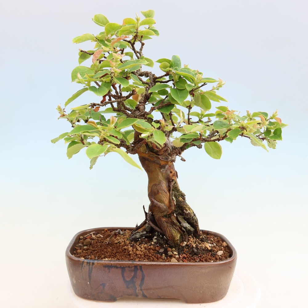Outdoor bonsai - Pseudocydonia sinensis - pigwa chińska