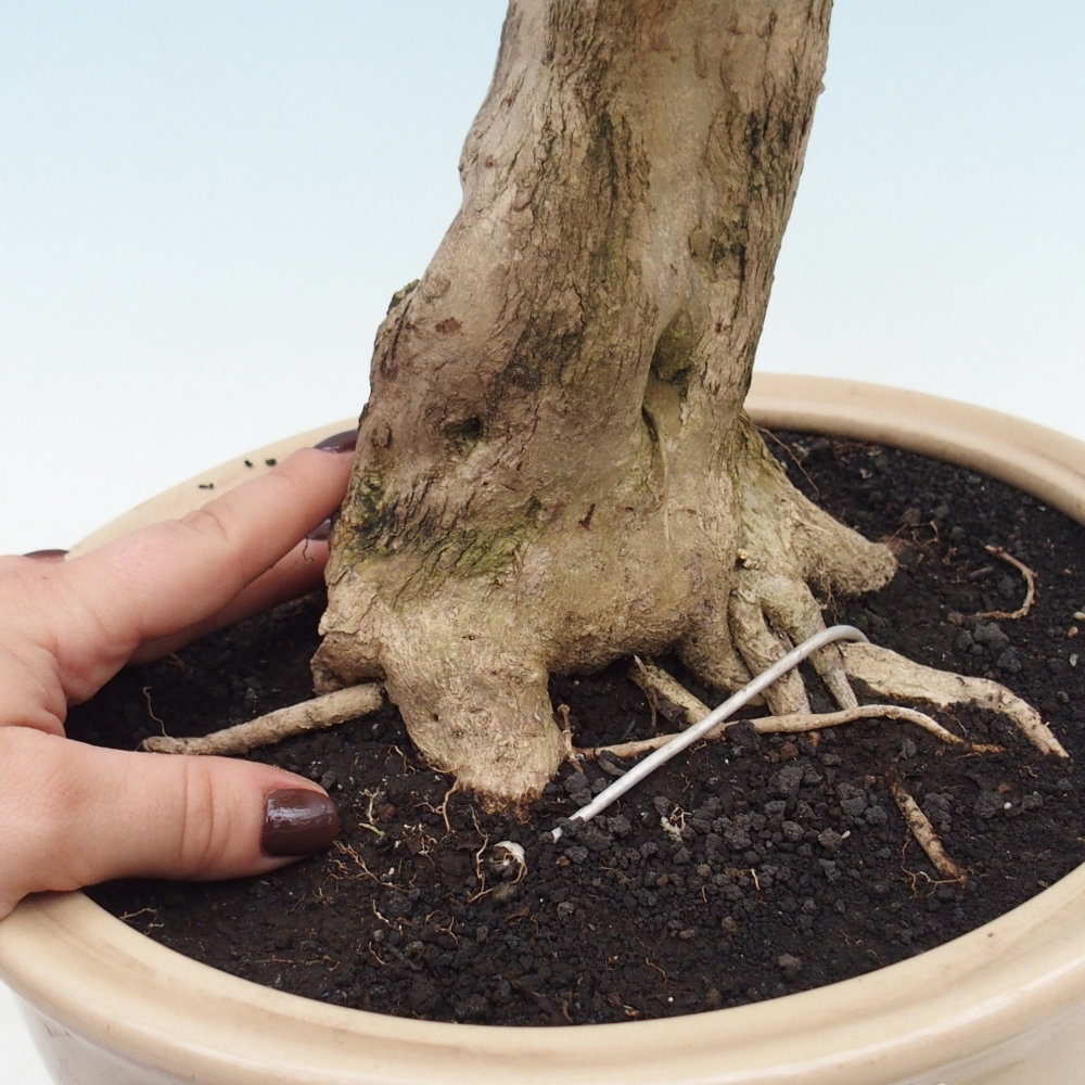 Bonsai pokojowe - Duranta erecta Aurea