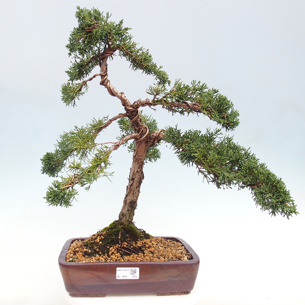 Outdoor bonsai - Juniperus chinensis Kishu - chiński jałowiec