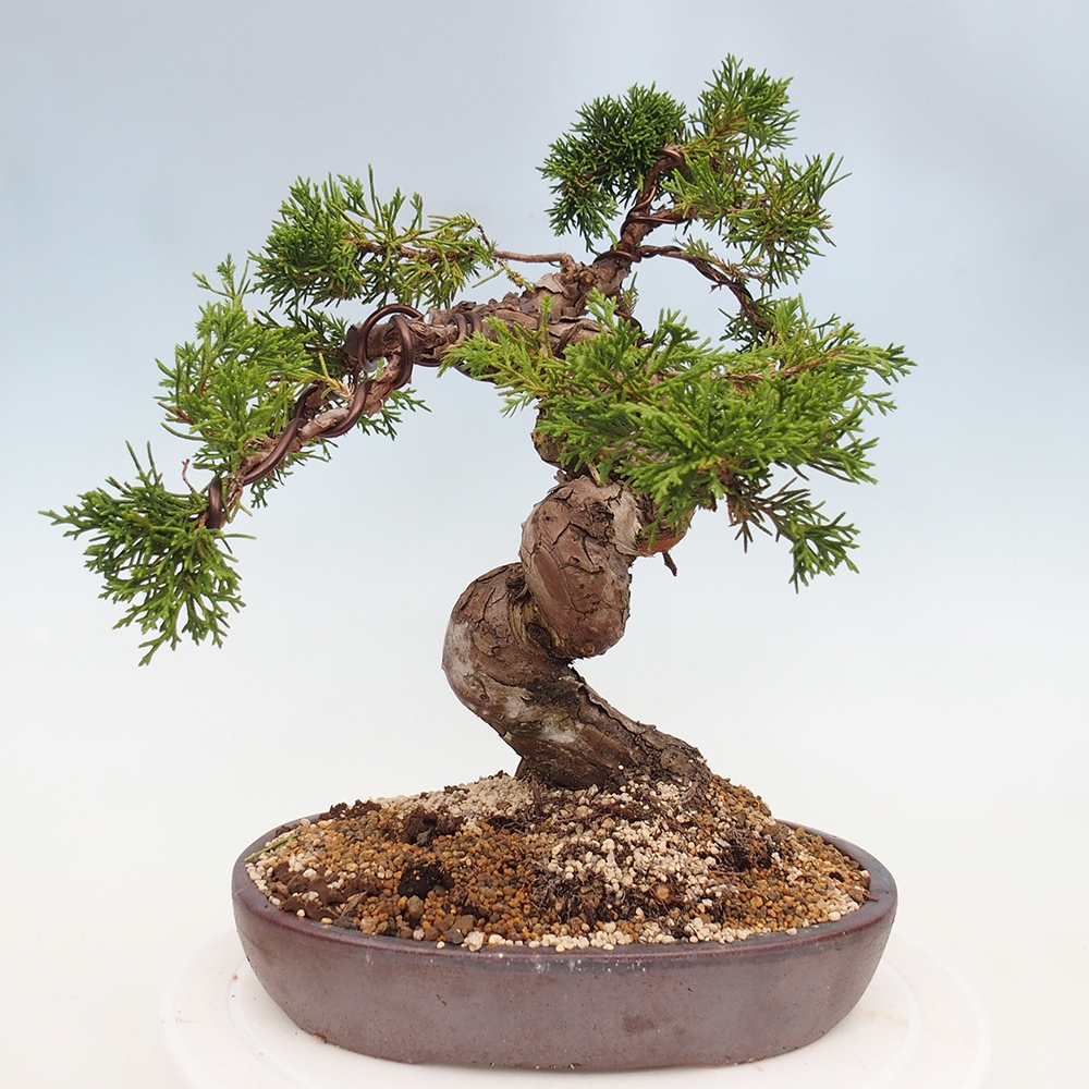 Outdoor bonsai - Juniperus chinensis Itoigawa - Jałowiec chiński
