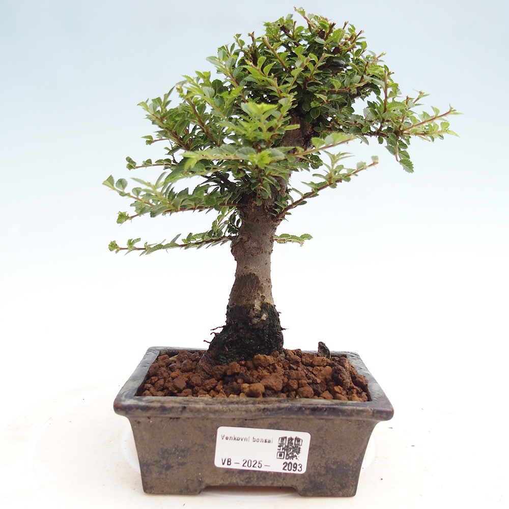 Bonsai zewnętrzne - Ulmus parvifolia Hokkaido - wiąz chiński