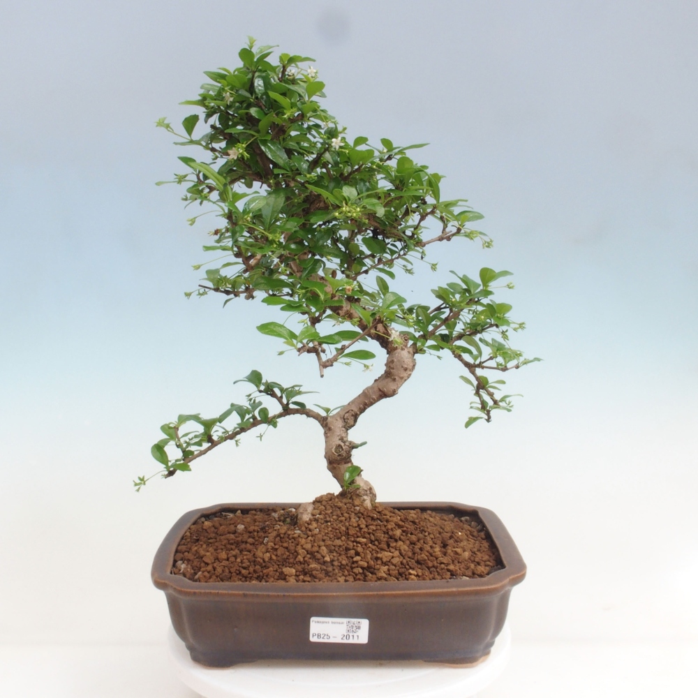 Pokój bonsai - Carmona macrophylla - Tea fuki