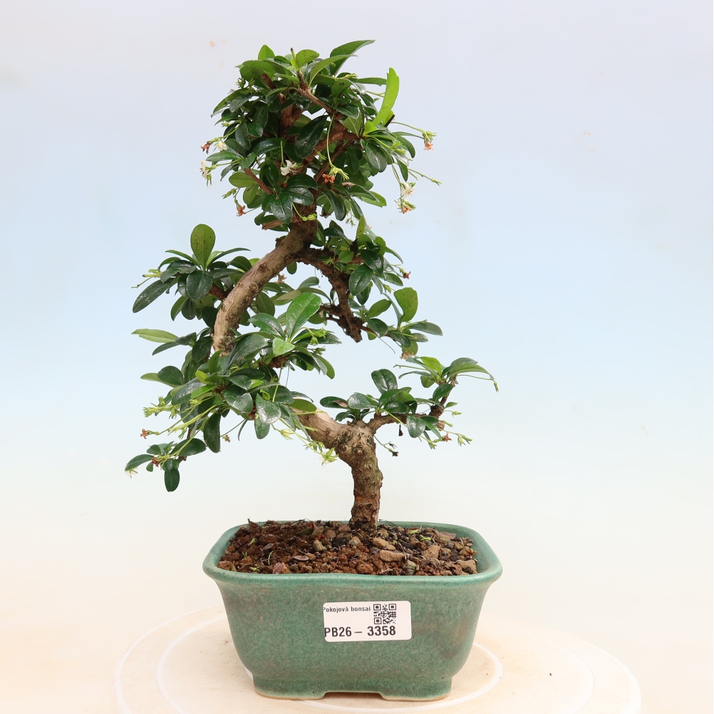 Bonsai pokojowe - Carmona macrophylla - Tea fuki
