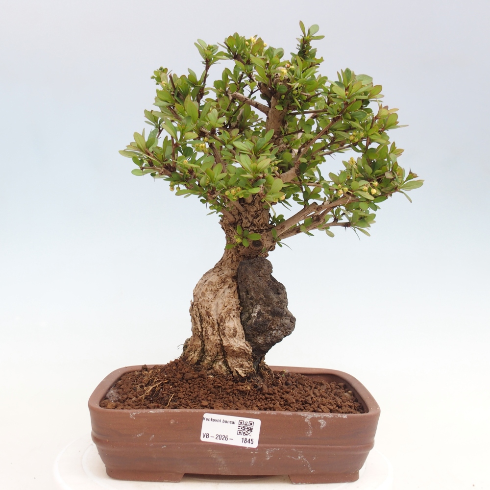 Bonsai zewnętrzne - Berberis coreana
