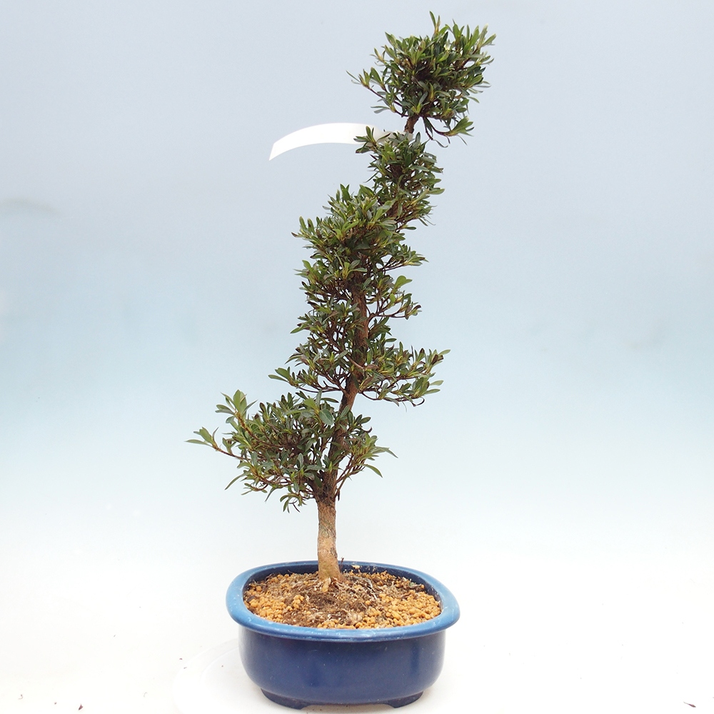 Bonsai zewnętrzne - Azalia japońska - Azalia Hakurin