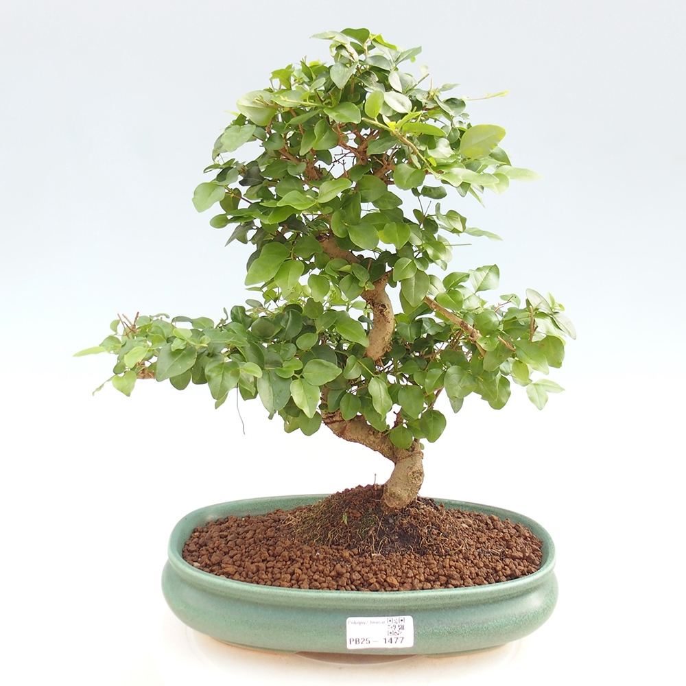 Pokój bonsai -Ligustrum chinensis - Ptasie oko