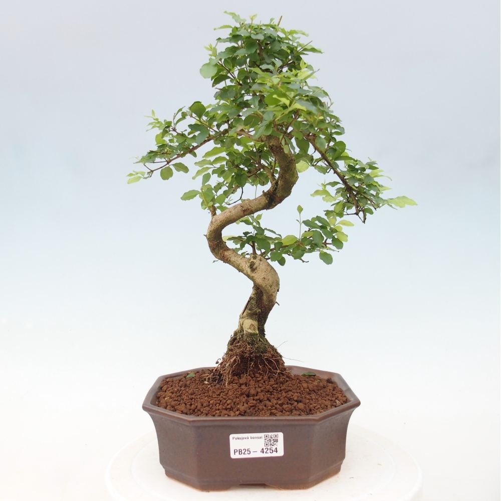 Pokój bonsai - Ligustrum chinensis - Dziób ptaka