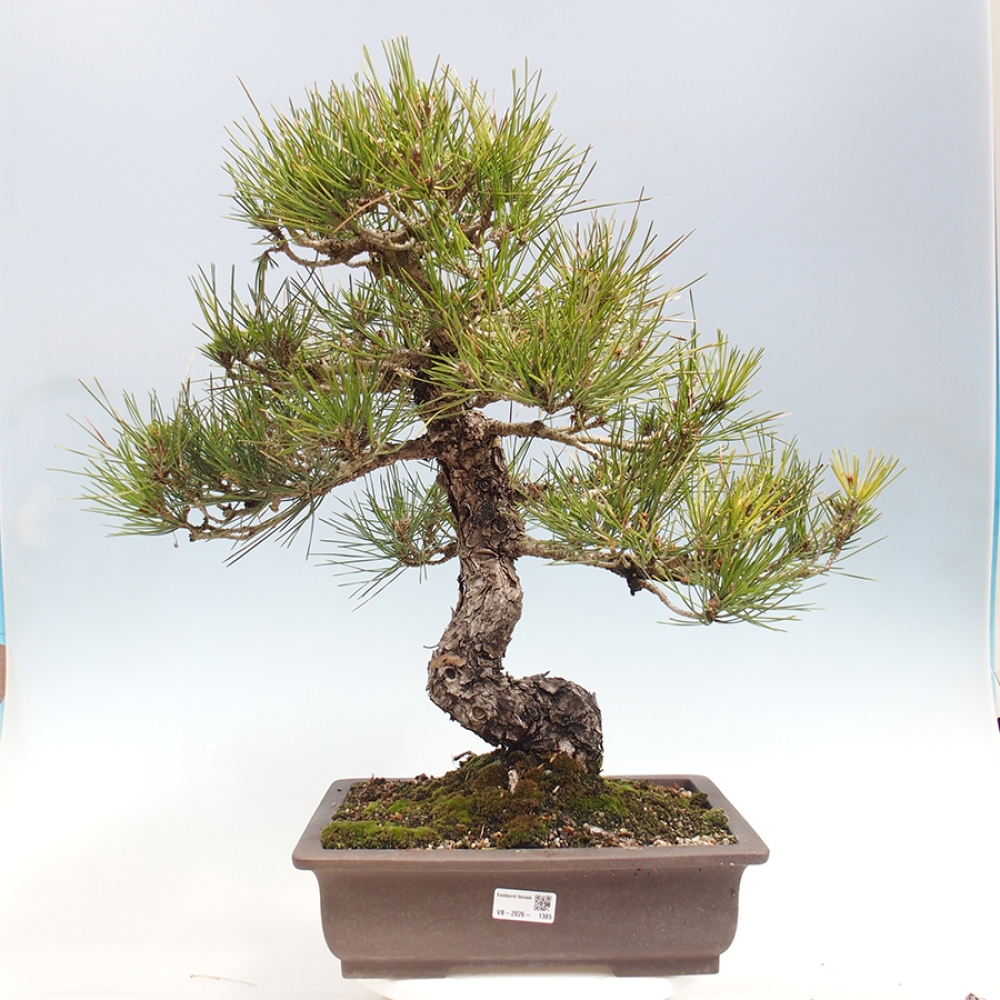 Outdoor bonsai - Pinus thunbergii - sosna Thunberga