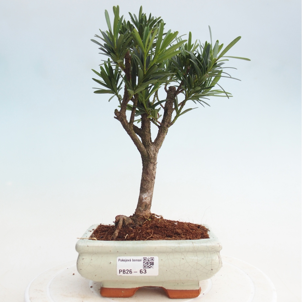 Pokój bonsai - Podocarpus - Kamienny cis