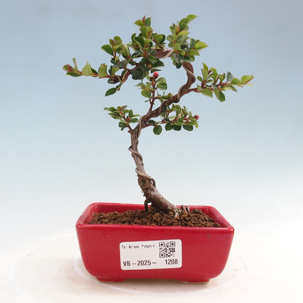 Plenerowe bonsai - Irga pozioma - Drzewo skalne