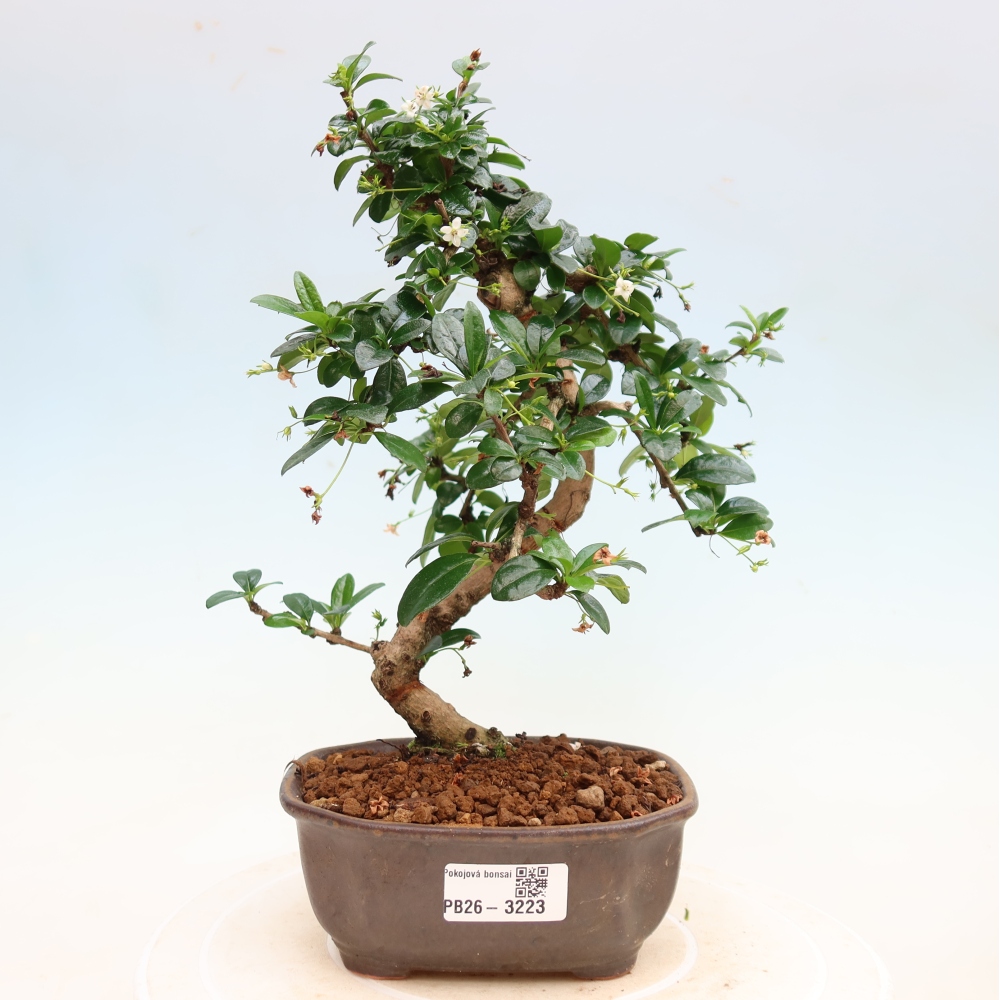 Bonsai pokojowe - Carmona macrophylla - Tea fuki