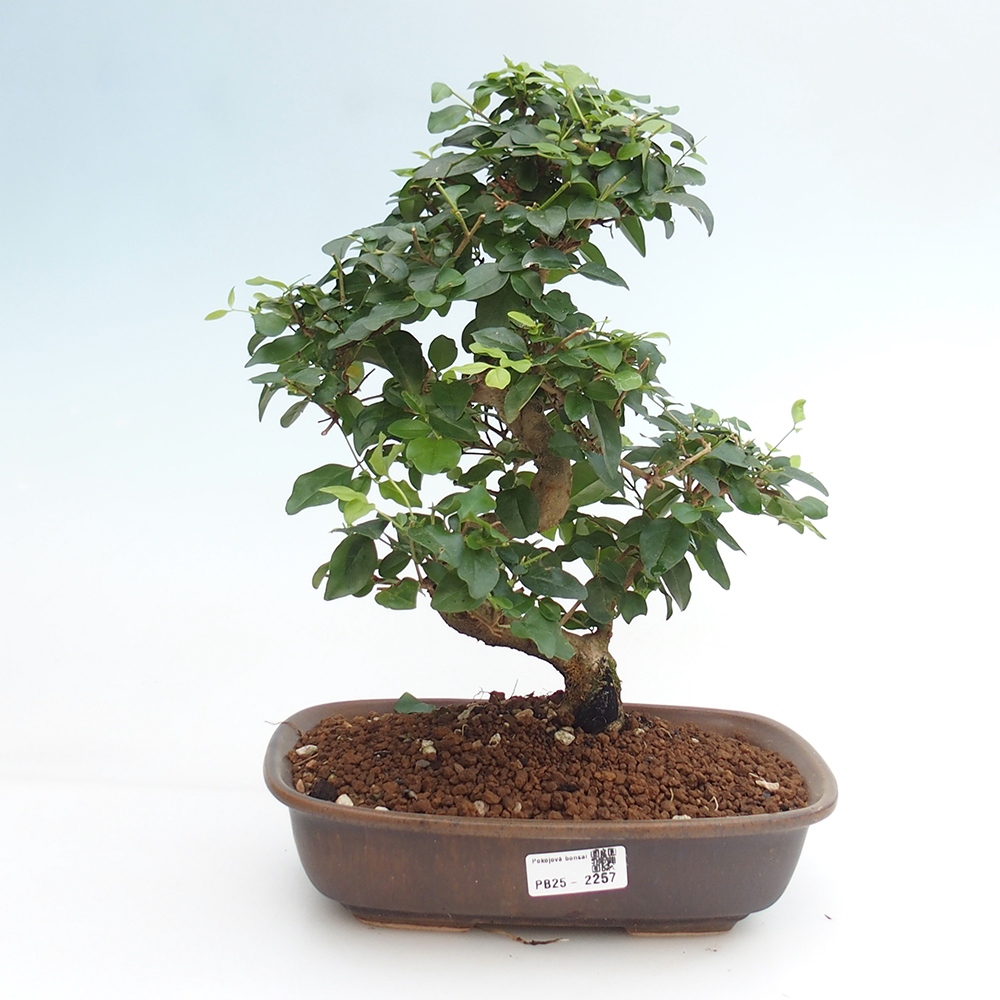 Pokój bonsai -Ligustrum chinensis - Ptasie oko