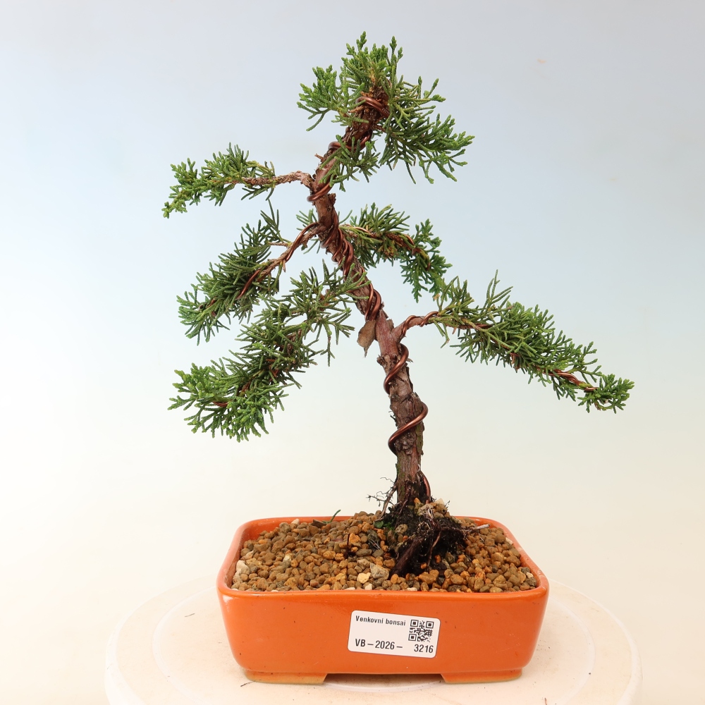 Outdoor bonsai - Juniperus chinensis Kishu