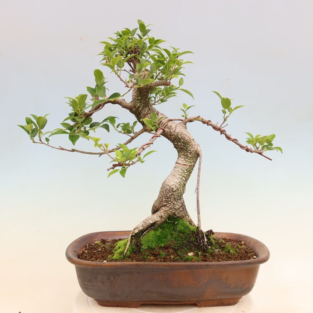 Pokój bonsai - Ficus kimmen - figowiec drobnolistny