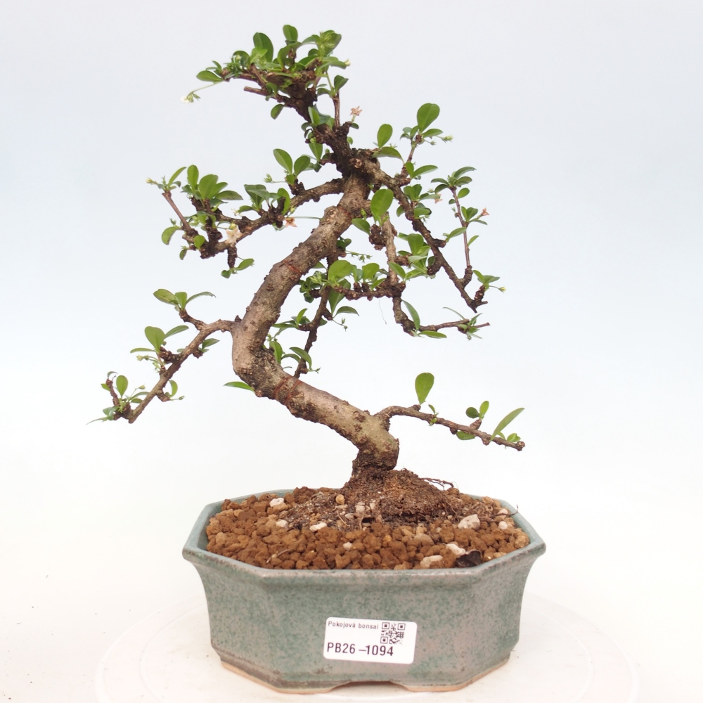 Bonsai pokojowe - Carmona macrophylla - Tea fuki