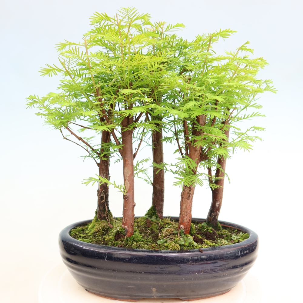 Bonsai ogrodowe – Metasequoia glyptostroboides – metasekwoja chińska – zagajnik