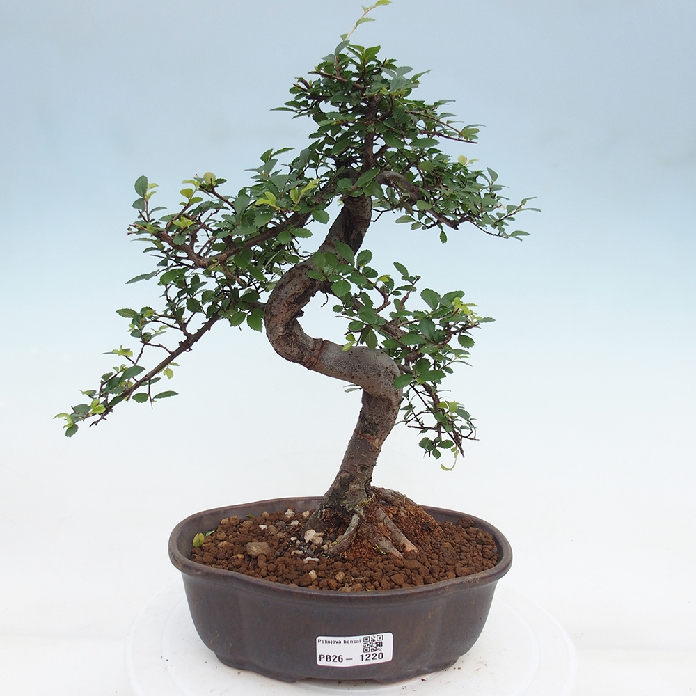 Pokój bonsai - Ulmus parvifolia - Wiąz drobnolistny