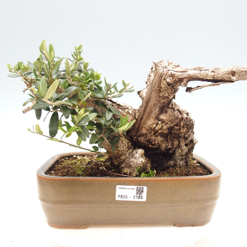 Kryte bonsai - Olea europaea sylvestris - Europejska oliwa z małych liści