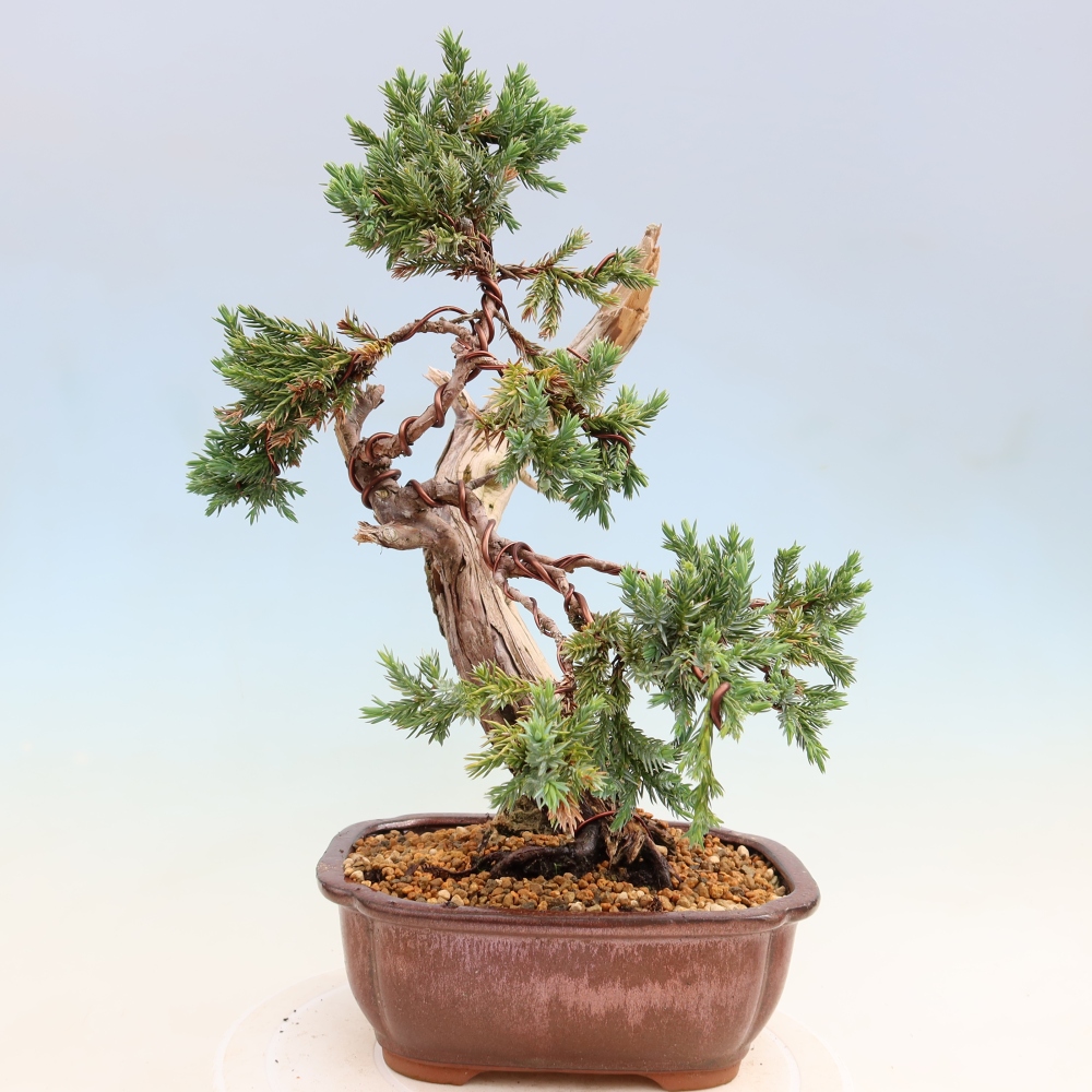 Bonsai ogrodowe – Juniperus squamata – Jałowiec łuskowaty
