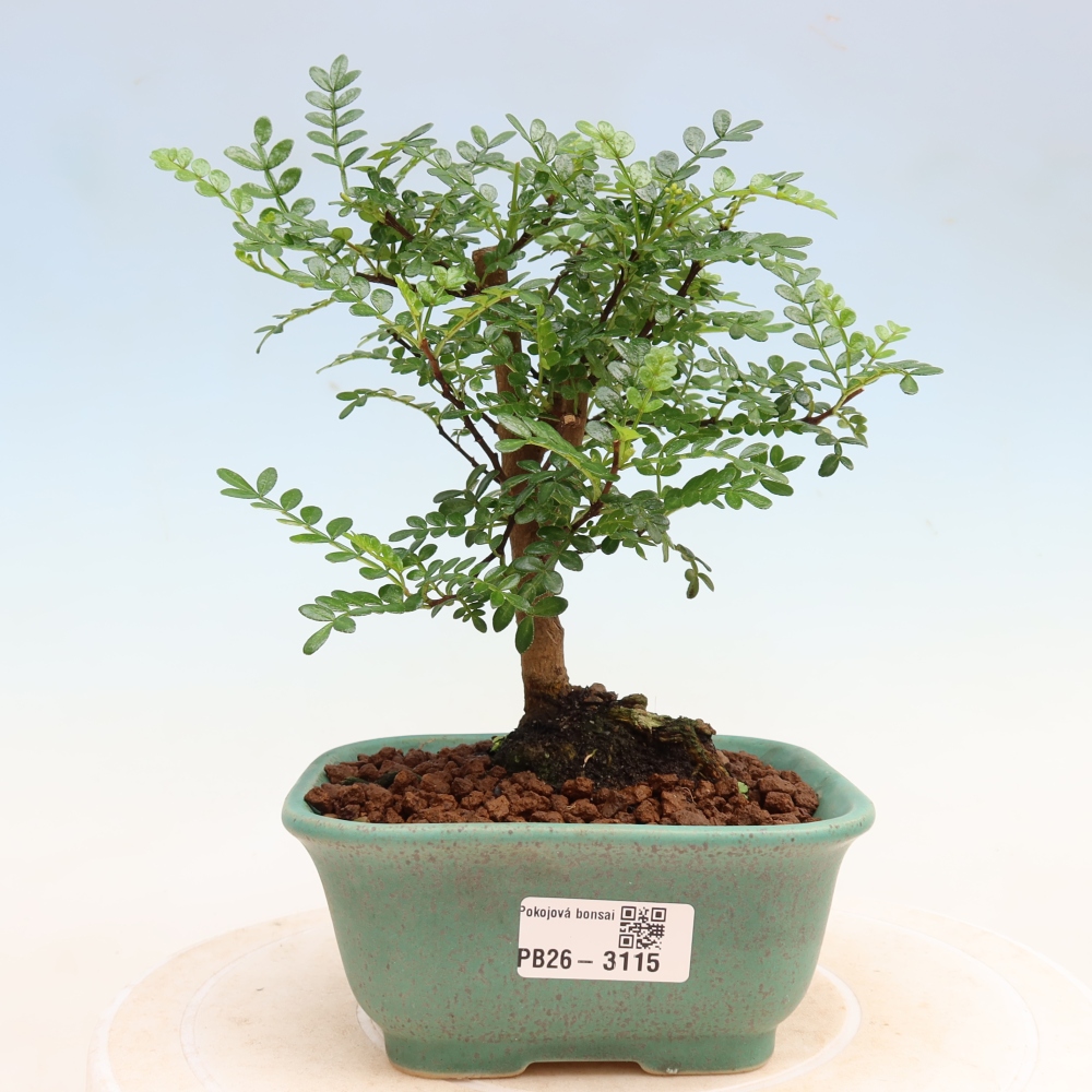Pokój bonsai - Zantoxylum piperitum - drzewo pieprzowe
