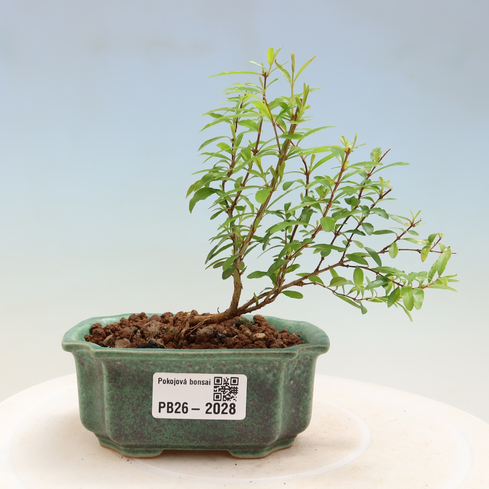 Pokój bonsai - PUNICA granatum nana - jabłko granatu