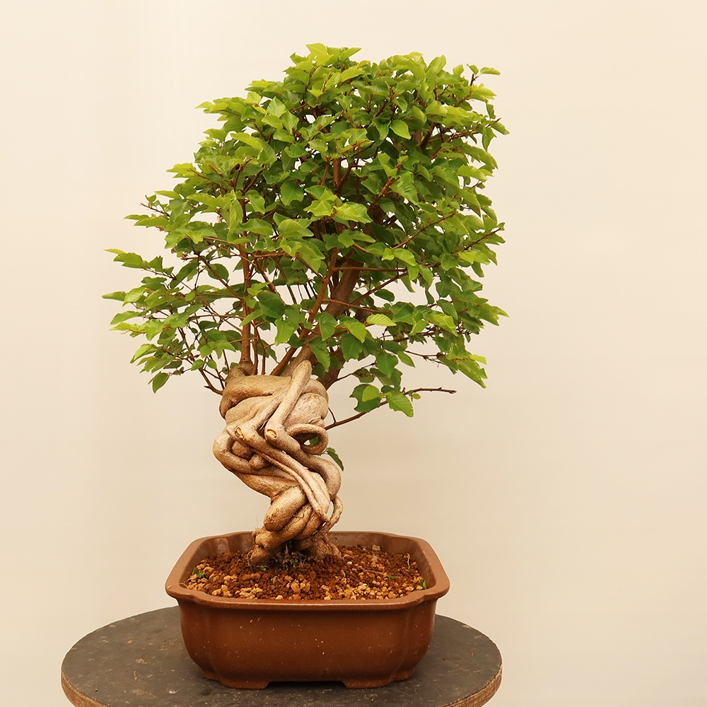 Bonsai plenerowe - Carpinus Coreana - grab koreański