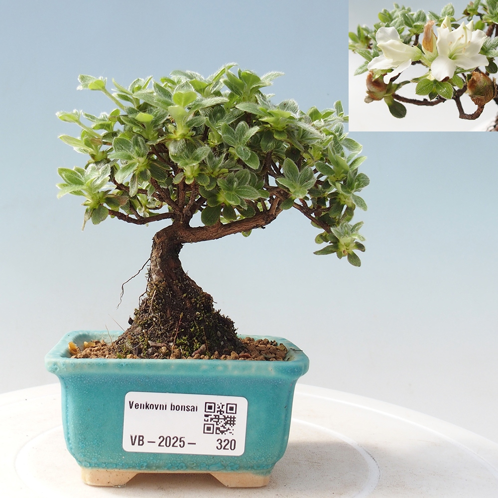 Outdoor bonsai - Rododendron indicum - Azalia japońska