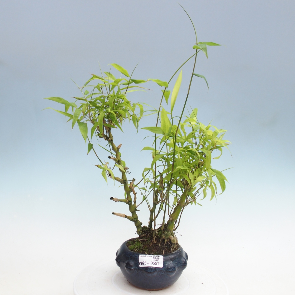 Room bonsai - Bamboo budha - Bamboo budha belly