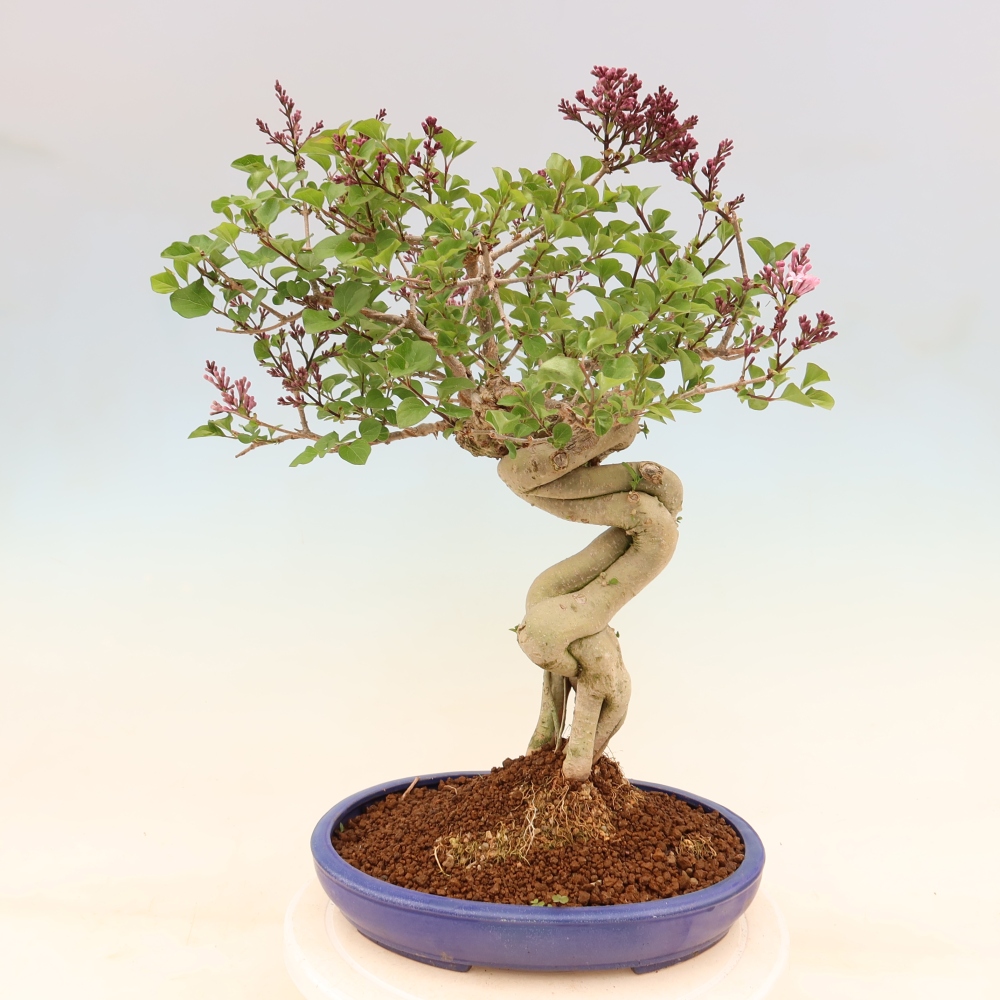 Outdoor bonsai - Syringa microphylla - liliowiec drobnokwiatowy