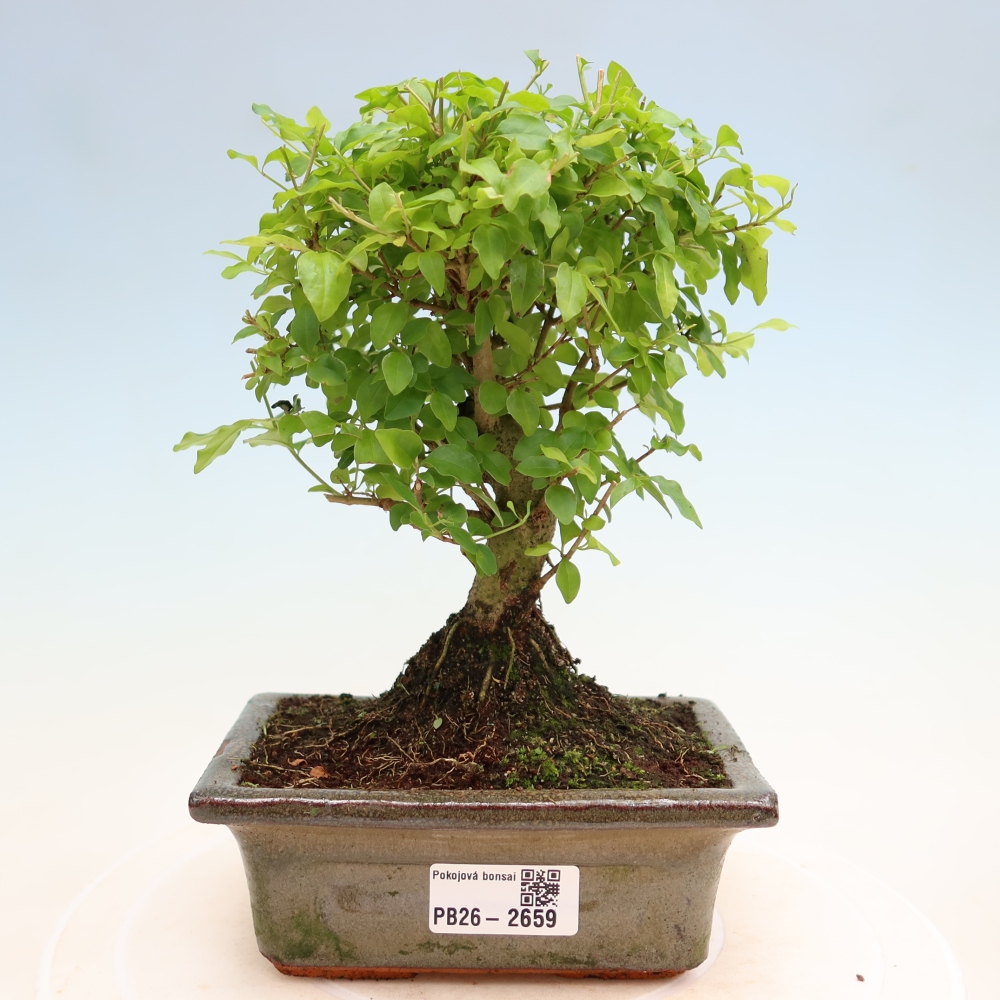 Pokój bonsai - Ligustrum chinensis - Dziób ptaka