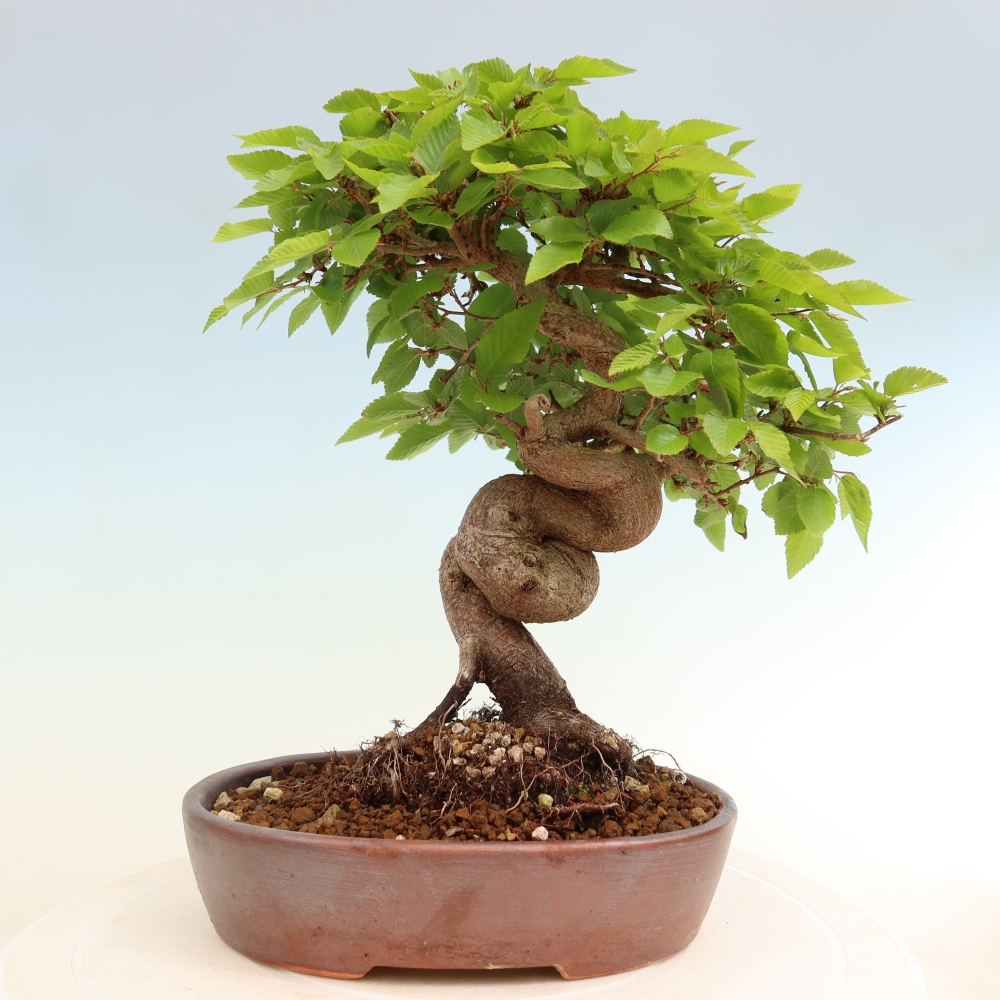Outdoor bonsai - Carpinus coreana - grab koreański