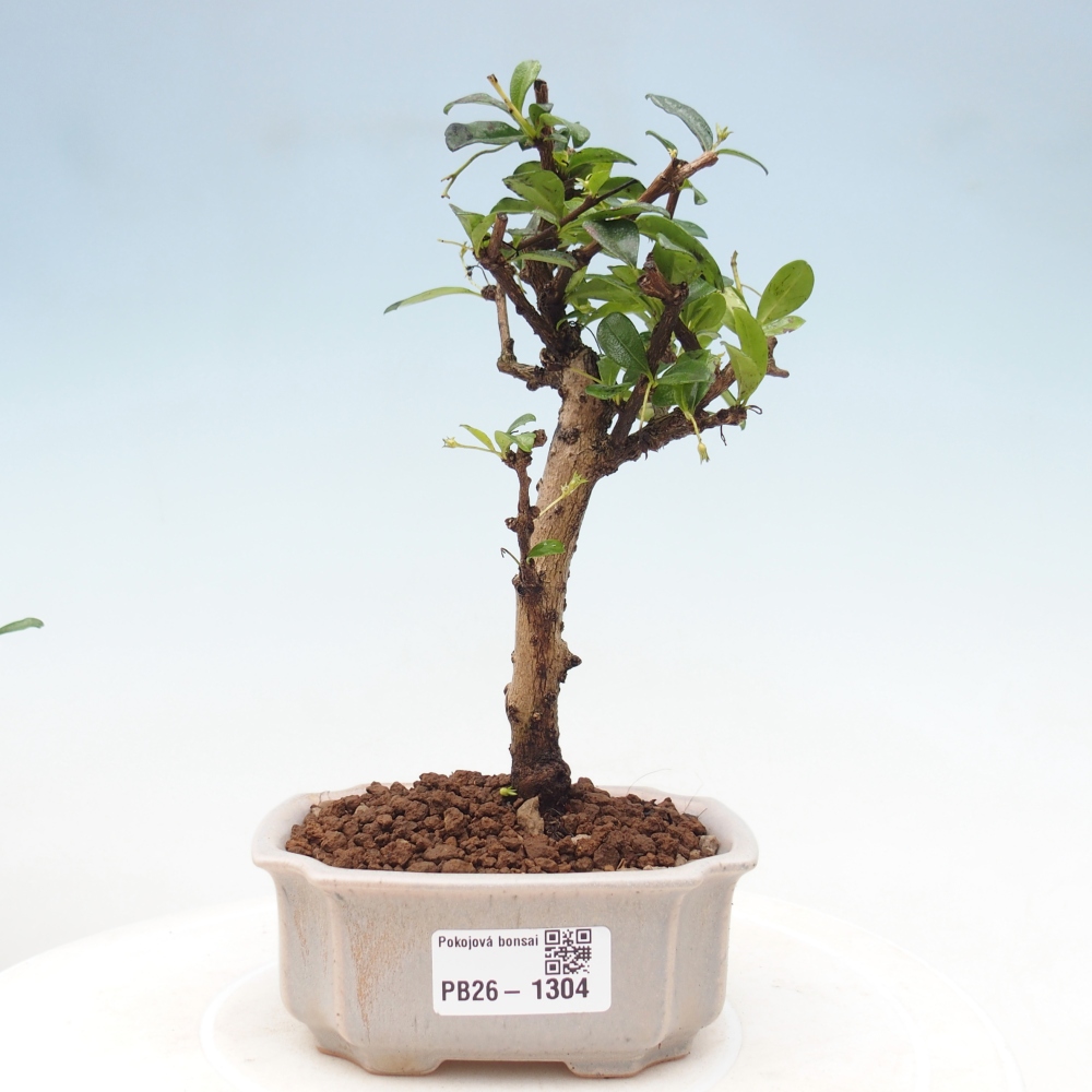 Bonsai pokojowe - Carmona macrophylla - Tea fuki