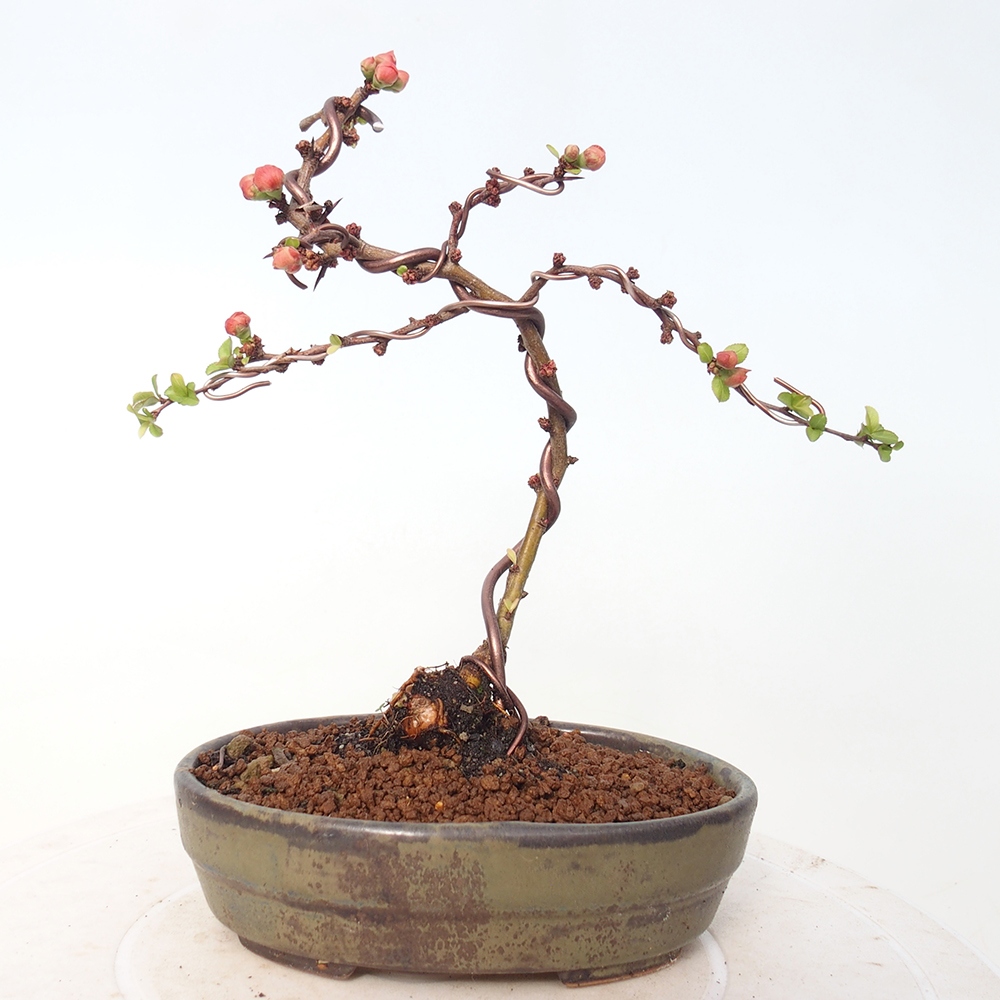 Outdoor bonsai - Chaneomeles s. Red Joy - Pigwa