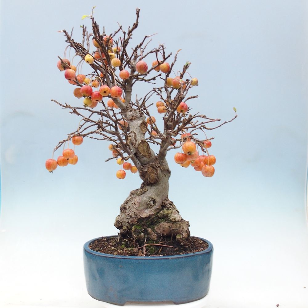 Bonsai plenerowe - Malus Halliana - Jabłoń drobnoowocowa