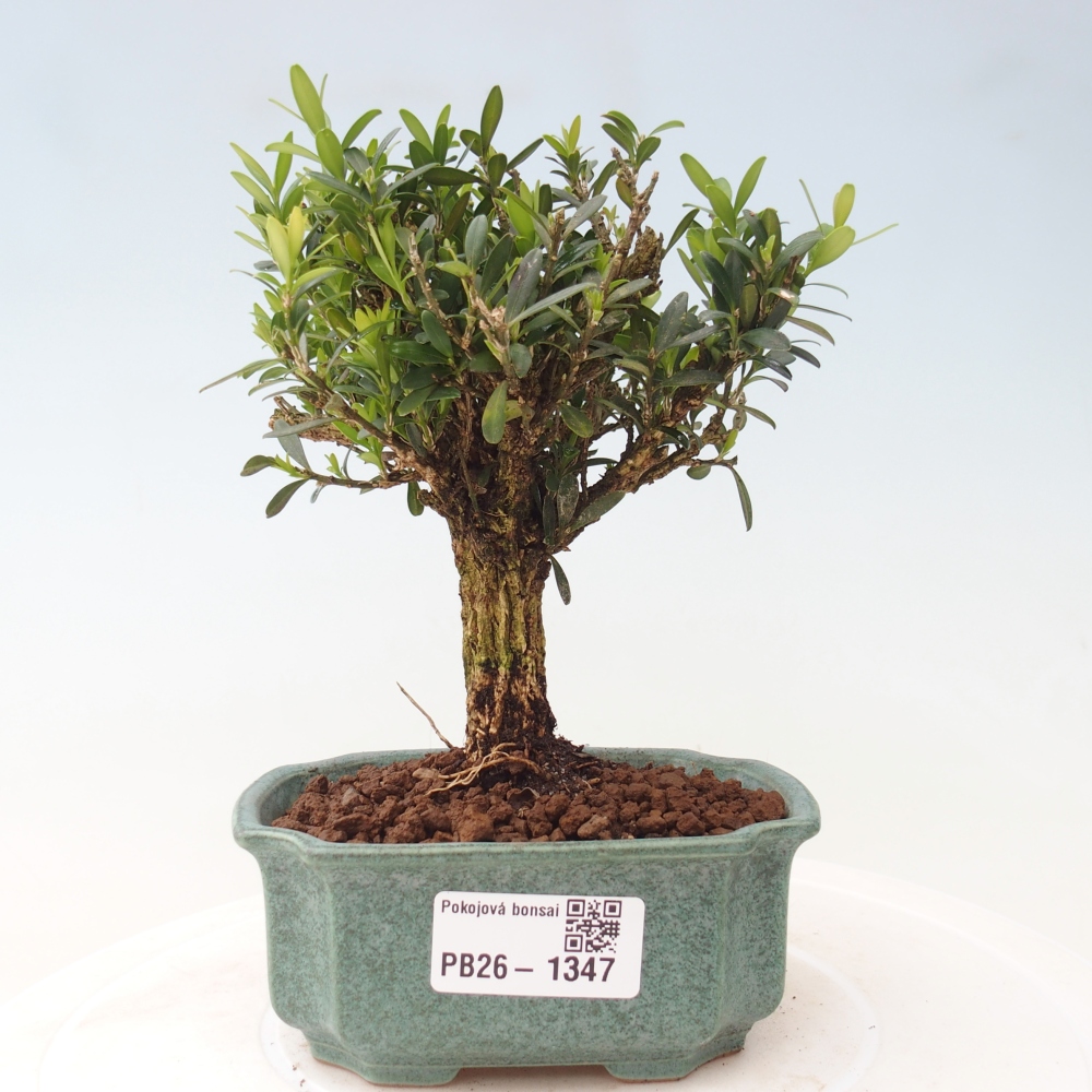 Pokój bonsai - Buxus harlandii - buxus korkowy