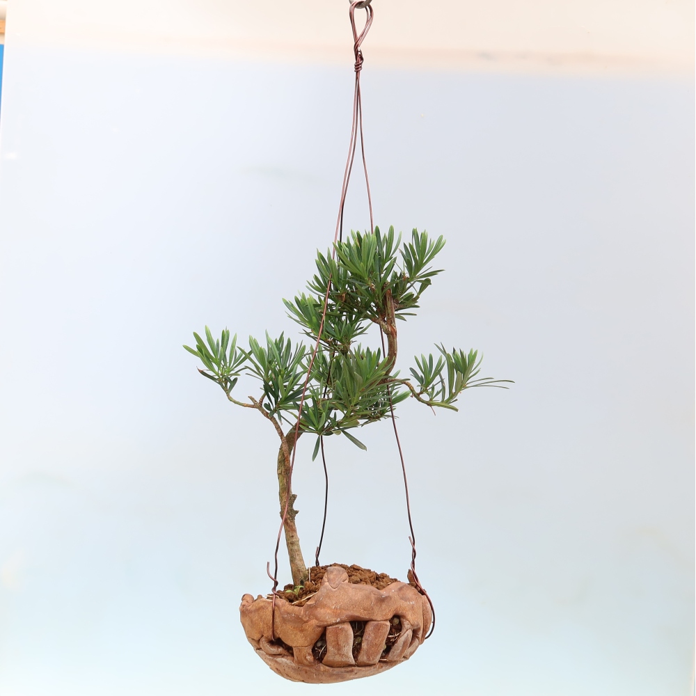 Kokedama w ceramicznej doniczce – Podocarpus – cis kamienny