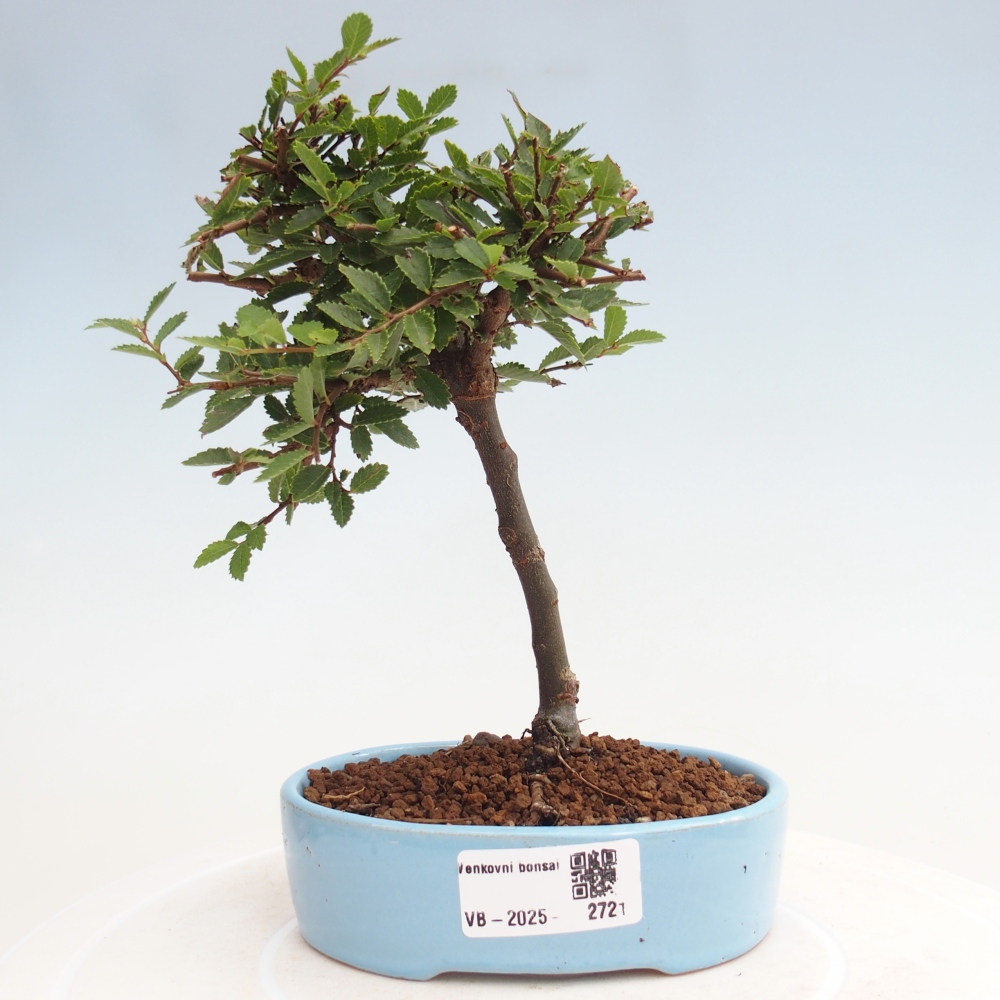 Bonsai zewnętrzne - Ulmus parvifolia Sagei - Wiąz drobnolistny