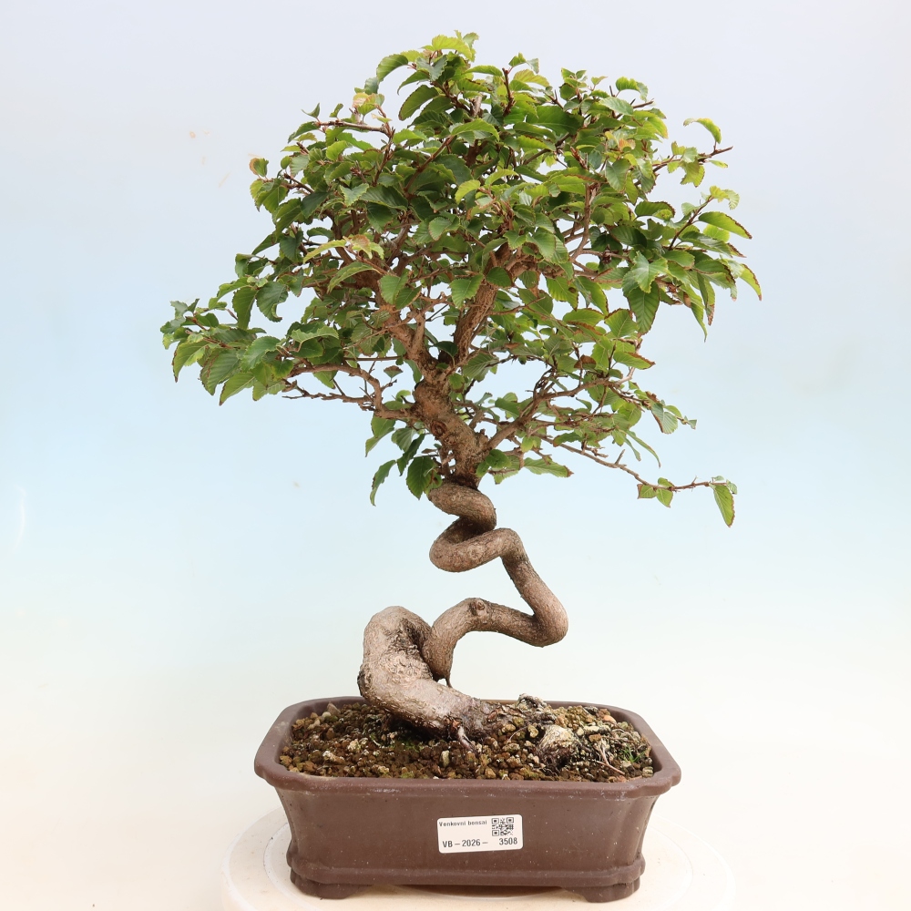 Outdoor bonsai - Carpinus CARPINOIDES - grab koreański