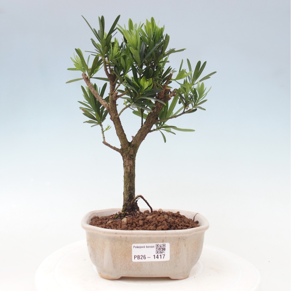 Pokój bonsai - Podocarpus - Kamienny cis