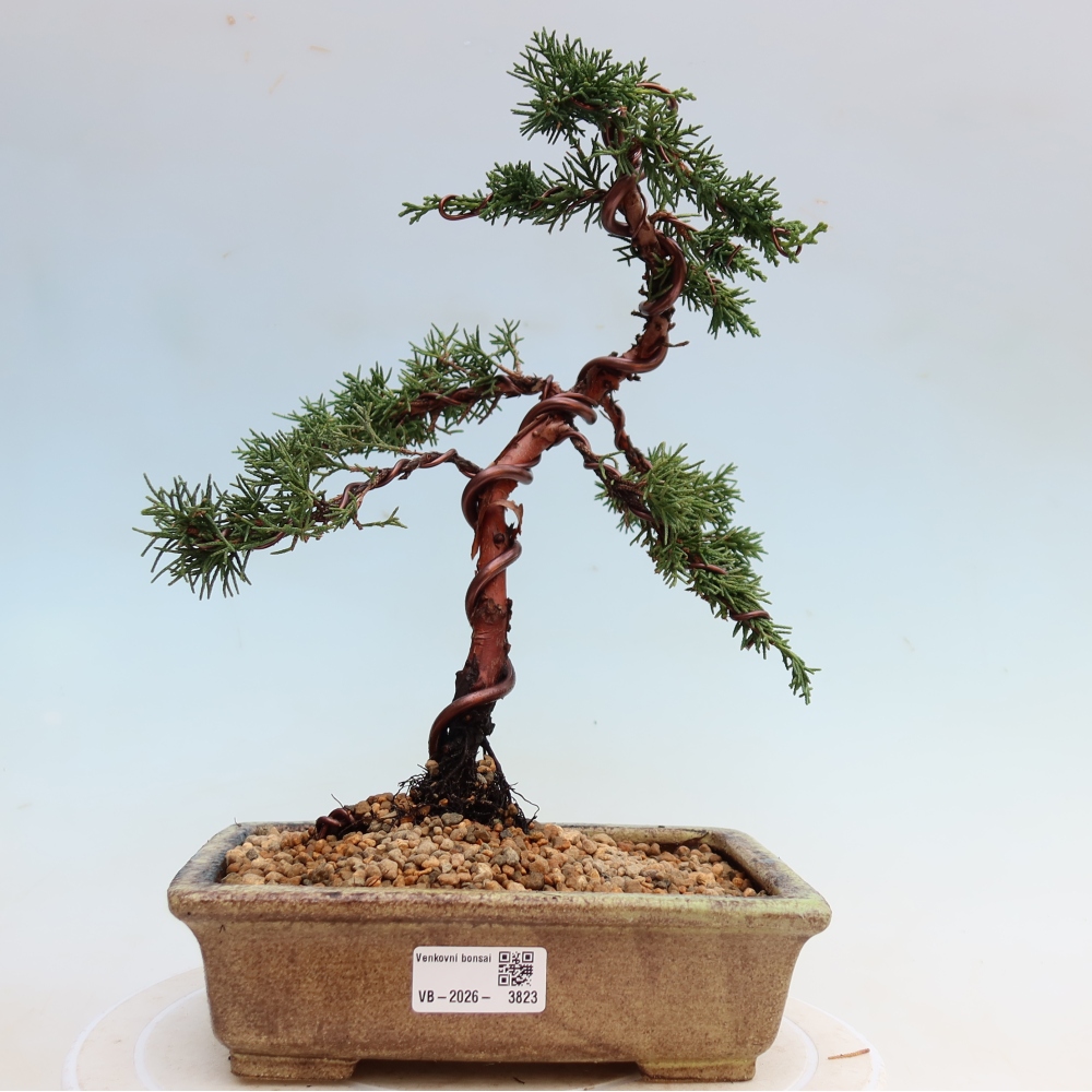 Outdoor bonsai - Juniperus chinensis Kishu
