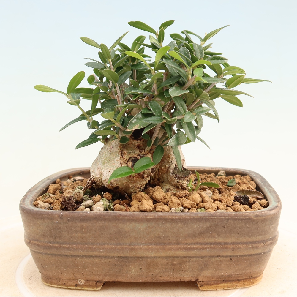 Bonsai do wnętrz - Olea europaea sylvestris