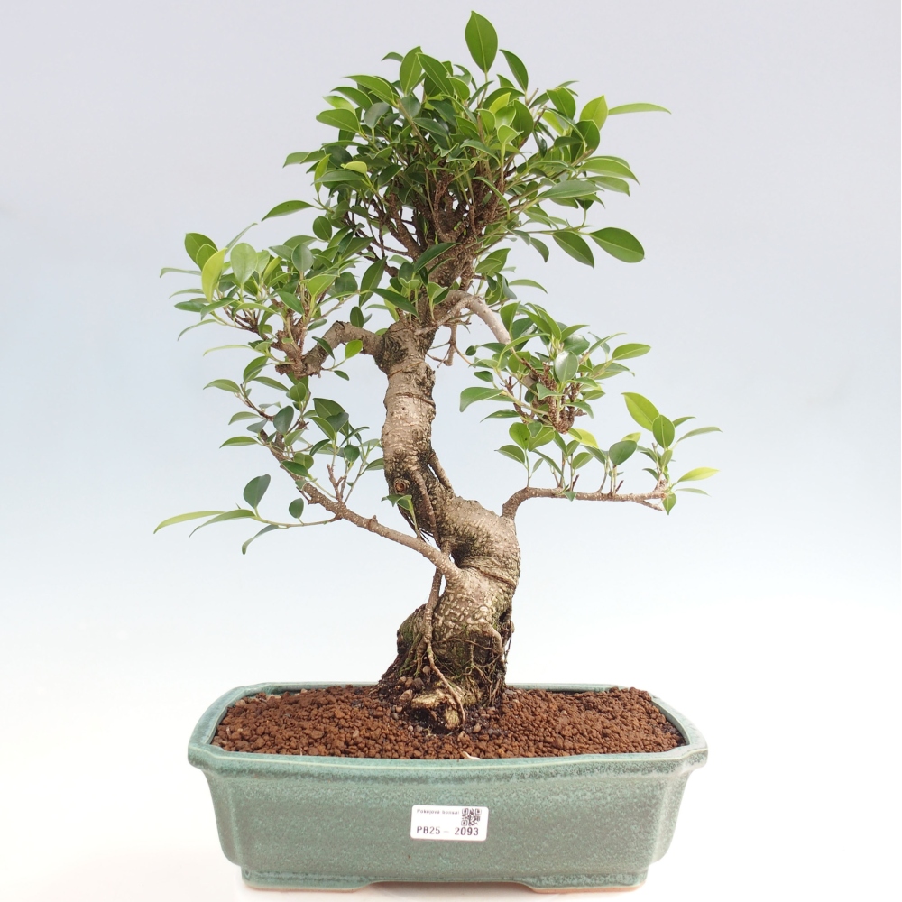 Kryty bonsai - Ficus kimmen - figowiec drobnolistny
